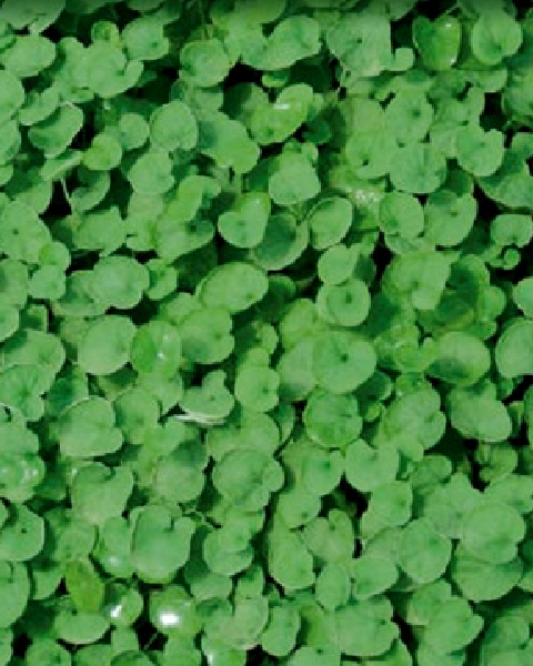 Dichondra Repens 1 kg